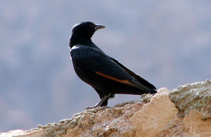 Tristram's Starling