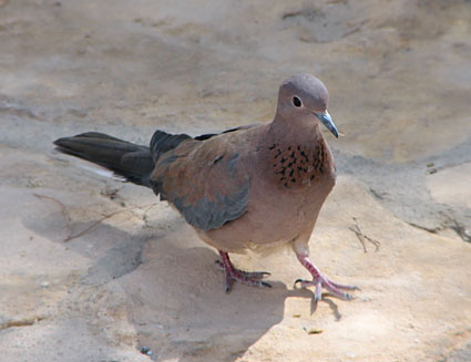 Laughing Dove