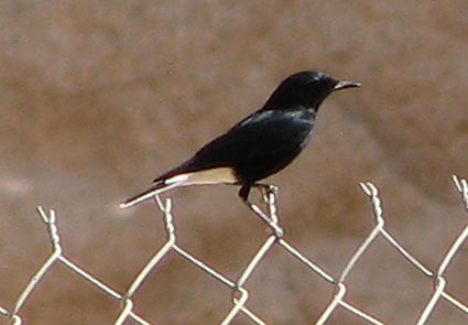 White-tailed Wheatear