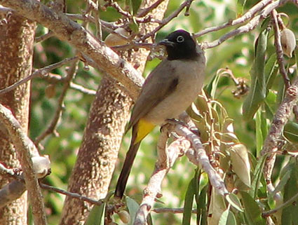 Yellow-vented Bulbul