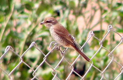 Red-backed Shrike