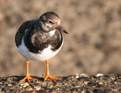 Turnstone