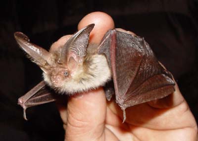 brown long-eared bat