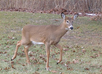 White-tailed deer