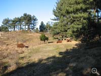 Koningshof at Zuid Kennemerland