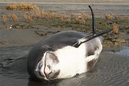 Stranded white-beaked dolphin at the Oostvoornsemeer