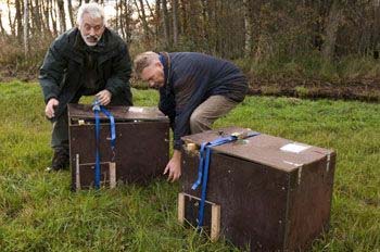 Otter release in Overijssel