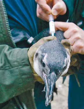 Penguin gets pricked in Rotterdam zoo