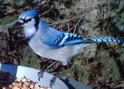 Blue Jay