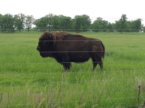 bison5