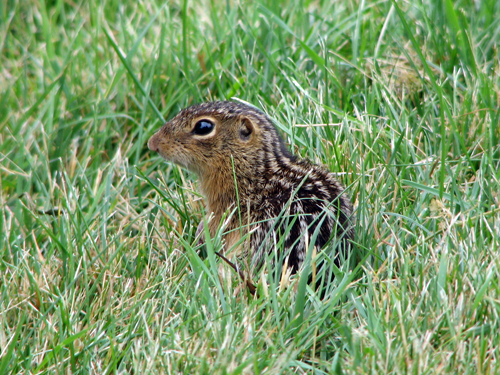 Super-cute thirteen-lined Ground Squirrel at Wolfstad.com
