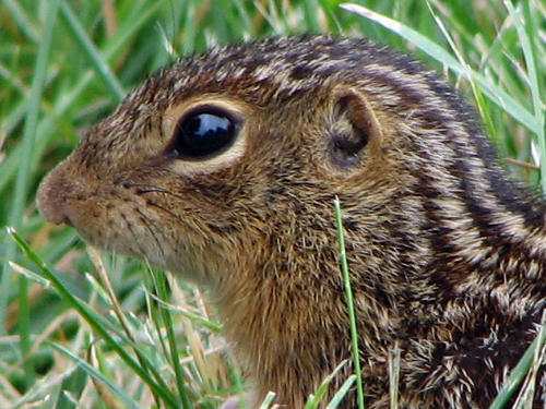 Super-cute thirteen-lined Ground Squirrel at Wolfstad.com