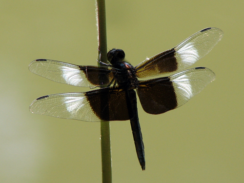 Male Widow Skimmer