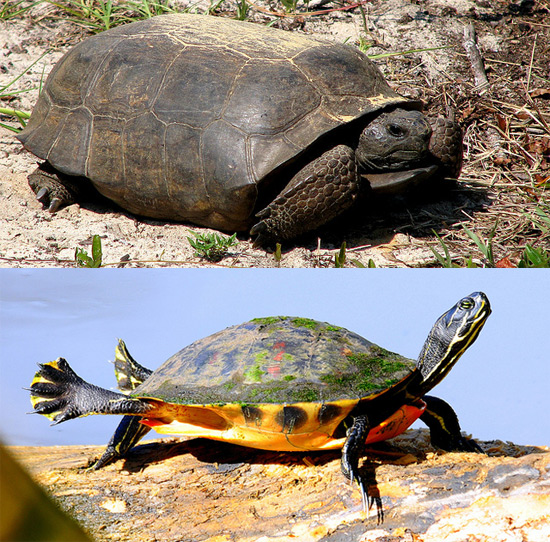 tortoise-vs-cooter