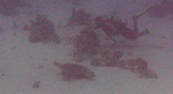 Sea Turtle at Malag El Disha