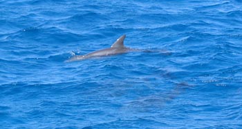 Dolphins